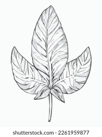 2D graphics of leaf images in outline style. Tropical tree leaves outlined in black and white. Natural and fresh. Has attractive fronds and leaf veins
