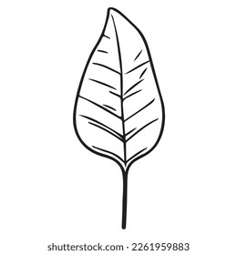2D graphics of leaf images in outline style. Tropical tree leaves outlined in black and white. Natural and fresh. Has attractive fronds and leaf veins
