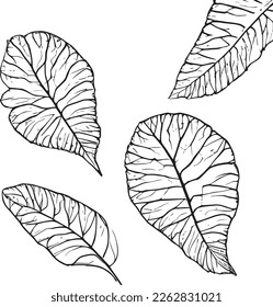 2D graphics of leaf images in outline style. Tropical tree leaves outlined in black and white. Natural and fresh. Has attractive fronds and leaf veins