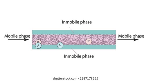 2D illustration of a chromatographic column with mobile and stationary phases: A, B - components of the mixture being separated; A', B' - the position of the same components after a period of time