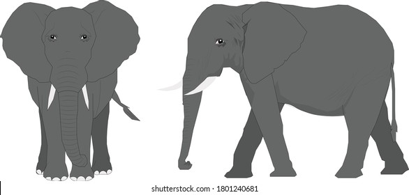 2d Illustration of Elephant animal