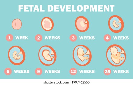 2d Illustration Fetal Development System Stock Vector (Royalty Free ...