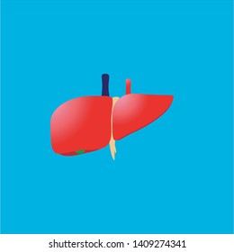 2d illustration human liver, Medicine anatomy, organ human, On blue background.Liver examination by appointment.