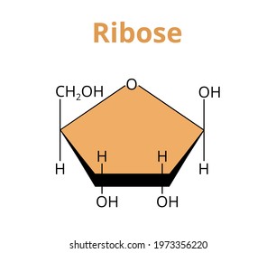 2D vector molecular structure of the monosaccharide ribose, simple sugar, carbohydrate. The structural formula of d-ribose, or l-Ribose isolated on white. Component of the ribonucleotides, RNA.