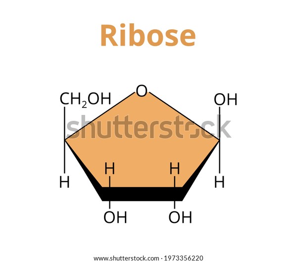 2d Vector Molecular Structure Monosaccharide Ribose Stock Vector