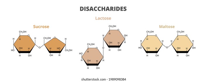 2D vector set, the molecular structure of the dietary disaccharides – sucrose, lactose, maltose molecules composed of glucose, fructose, galactose isolated on white. Double sugars, carbohydrates. svg