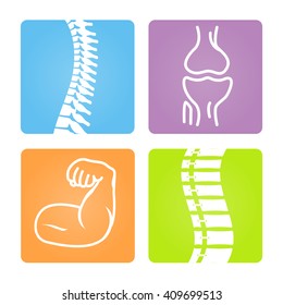 2D Vector Spinal column Musculoskeletal Image with Rounded Rectangle on White Background