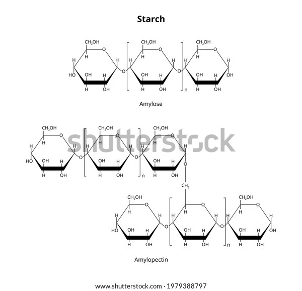 2D vector structural formula of natural\
biopolymer polysaccharide starch or amylum consisting of glucose\
units joined by glycosidic bonds isolated on white. Starch contains\
amylose and amylopectin.