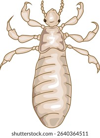2st instar nymph head louse (Pediculus humanus) insect isolated on white background	
