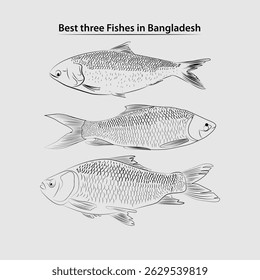 3 Best Fishes in Bangladesh Vector Line Drawing