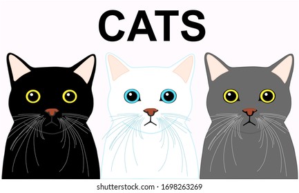 3 cats stay inline. black cat with yellow eyes. white cat with blue eyes. gray cat with yellow eyes. illustration vector. 