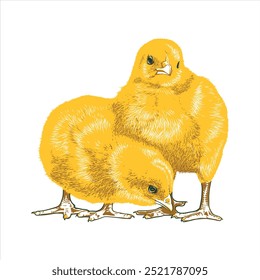 3 colour Leyer vector Poultry chicks in white background.