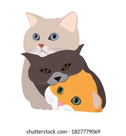 3 cute and lovely cats