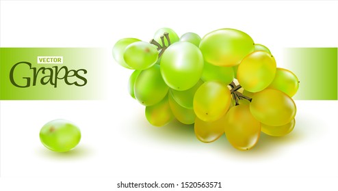 3 d. Realistic White Grape on white background.Vector Illustration.