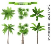 3 different palm trees - top and front view