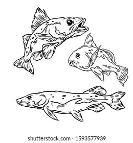 3 fish illustration hand drawn style