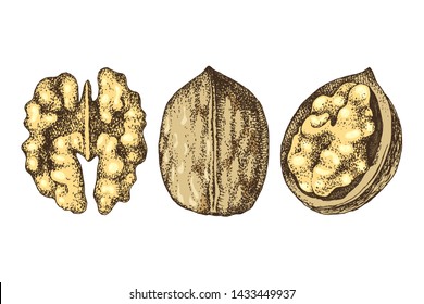 3 hand drawn colorful walnut nuts isolated on white background. Vector illustration