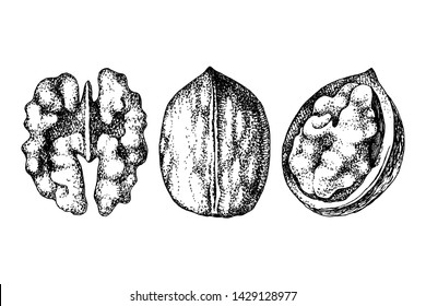 3 hand drawn walnut nuts isolated on white background. Vector illustration