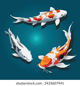 3 koi fish swimming.beautiful fish.A fish that symbolizes patience.