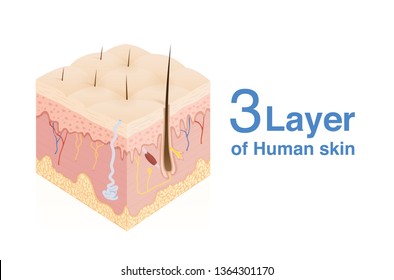 3 Layer of human Skin in isometric style. Illustration about medical and health.