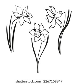 3 narcissus flowers. Minimalist vector icon for florist logo design. Botanical linear art for postcards, tee print, wallart, posters, covers, web, packaging design, stories in social networks.