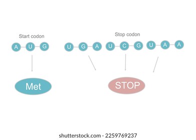 La secuencia de nucleótido 3 del codón inicial y de parada que muestra la secuencia de ARN: AUG para el codón inicial y UGA, AUC, UAA para el codón de parada y la presentación de aminoácido que se tradujo desde el codón inicial (UAG):Met
