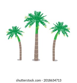 3 Palmeras aisladas de fondo blanco