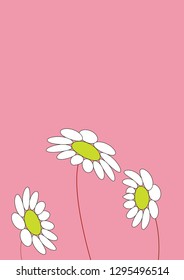 3 pcs chamomile flowers on pink background