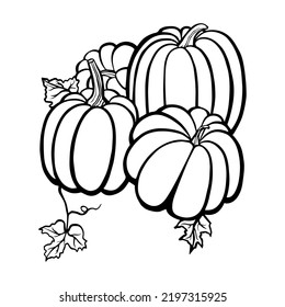 3 pumpkins with leaves drawn with black lines on a white background