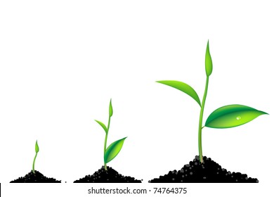 3 Sprouts, Green Young Plant Life Process, Isolated On White Background, Vector Illustration