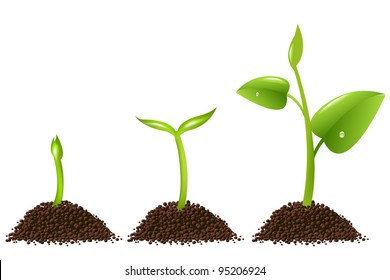 3 Sprouts Isolated On White Background, Vector Background