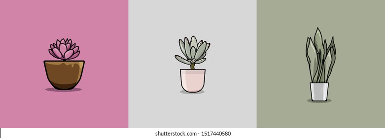 3 succulent vector (pink moonstone, panda plant, rare snake plant)