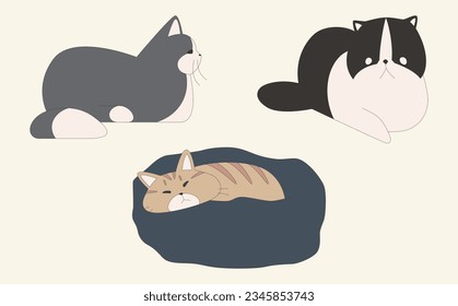 3 types of cat set