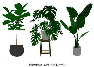 3 types of indoor room plants. Vector flat illustration