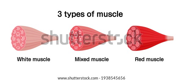 3 types of muscle ( white, mixed and red muscle )\
vector illustration set.