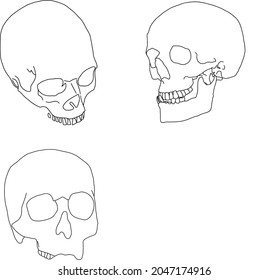 3 Vector Outlines Human Skull Stock Vector (Royalty Free) 2047174916 ...