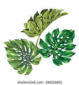 3 vector tropical palm leaves. realistic drawing in vintage style. isolated on white. monstera leaves.