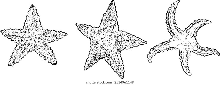 3 Vectores en 1 archivo de estrellas de mar - trabajo de línea negra y fondo transparente. La ilustración se dibuja a mano en un estilo de punteado de tatuaje.