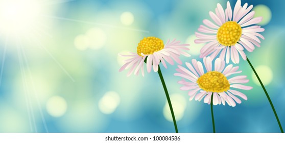 3 white daisies on bokeh background