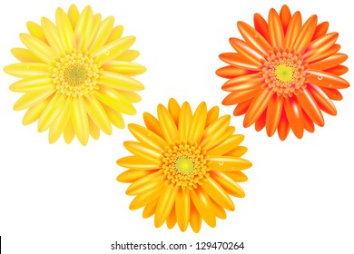 3 Yellow And Orange Gerbers With Gradient Mesh, Isolated On White Background, Vector Illustration