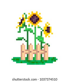 3 yellow sunflowers growing behind wood fence, summer scene, pixel art illustration isolated on white background.Old school 8 bit slot machine icon. Retro 80s,90s video game graphics. Flower gardening