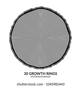 30 growth rings. Tree rings and saw cut tree trunk. Can be used as 30th anniversary concept. Vector illustration