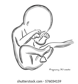  30 weeks of pregnancy. Human fetus Fetal growth from fertilization to birth, fetus development. Embryo development. 