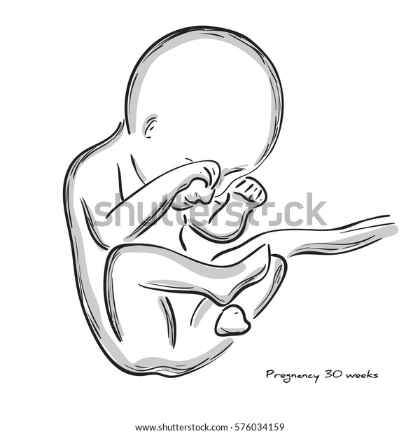 30 Weeks Pregnancy Human Fetus Fetal Stock Vector (Royalty Free) 576034159