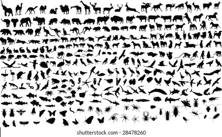 300 vector silhouettes of animals (mammals, birds, fish, insects)