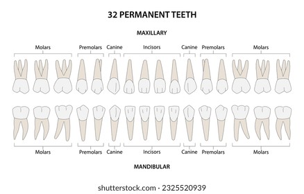  32 Permanent teeth: 8 incisors, 4 canine, 8 premolars, 12 molars