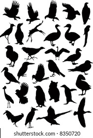 37 Birds silhouettes vector