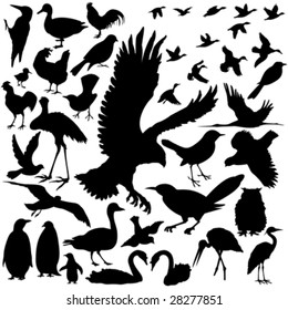 39 pieces of detailed vectoral bird silhouettes.