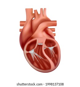 3d anatomy of the human heart. Anatomically correct realistic heart