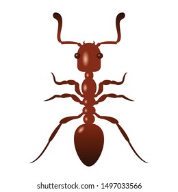 3D ant insect vector logo design with color and cross section from above